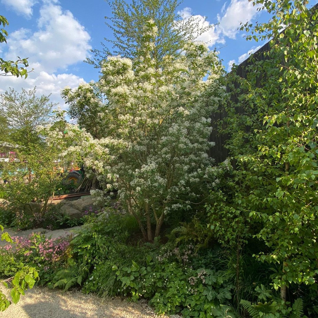 Special shoutout to the 'Best Tree of the Show' from the incredible Harry Holding's garden last week: the stunning Chionanthus retusus! 🌳

#RHSChelsea #ChelseaFlowerShow #BestTree #HortusLoci #ChionanthusRetusus