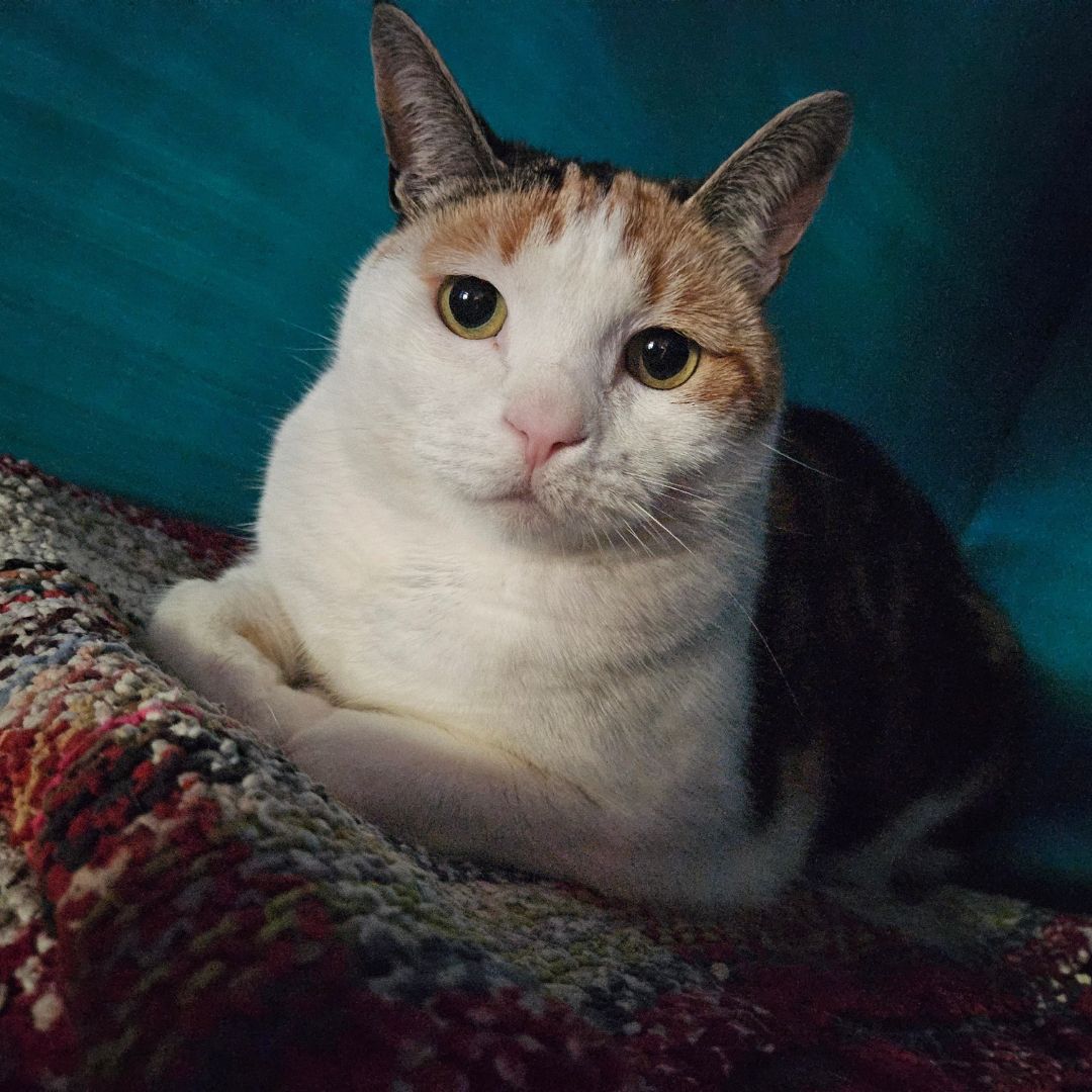 Hey there, I’m Paix! I was found as a stray in Redhill, and I’ve come a long way to find my forever lap. They say I’ve got the prettiest markings, but it’s my affectionate nature that steals hearts.

To adopt Paix, visit tears.org.za/cats/?mgi_29=7…