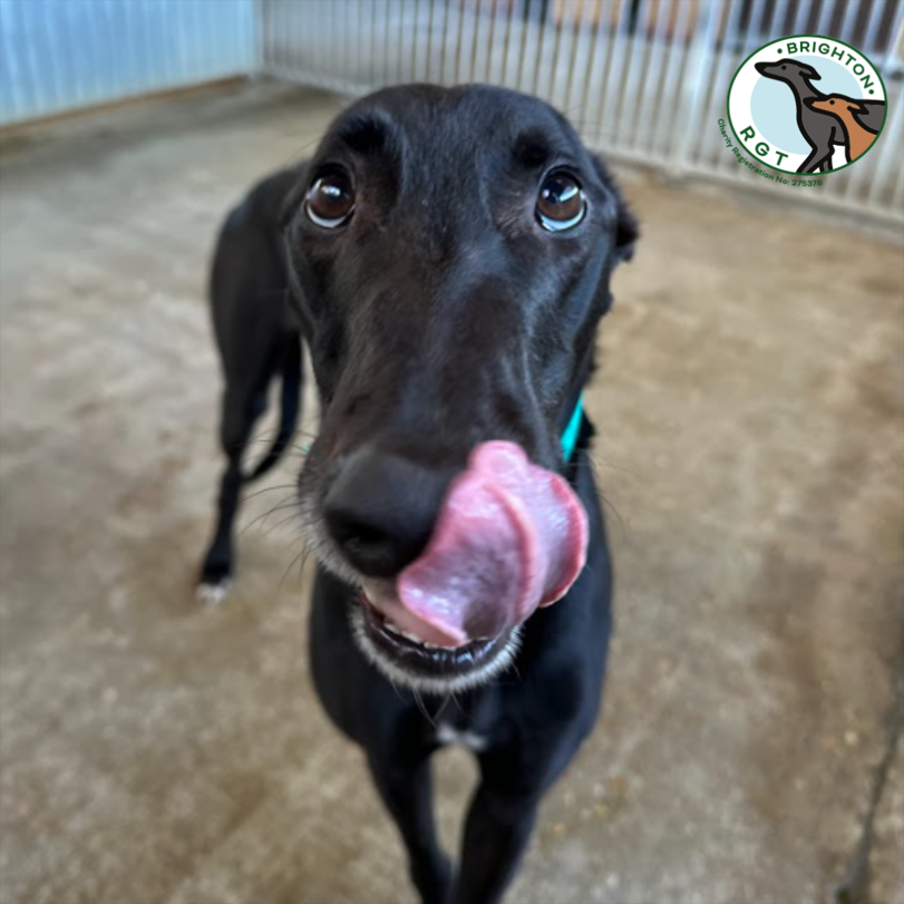 Brighton_RGT's tweet photo. Happy Tuesday from our charming Greyhound, Sharky🐾

#TonguesOutTuesday #GreyhoundLove #AdoptAGreyhound #ForeverHome #CharmingCharm #GreyhoundLove #DogAdoption #MeetTheHounds #BrightonRGT #GiveThemAHome #FriendlyFurryFriends https://t.co/XzF9XpZsao