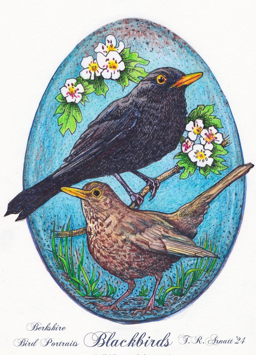 BOC member Tom Arnatt has illustrated the Blackbird. 
Our healthy population of resident Blackbirds is boosted each winter by visitors from N. Europe.
The Blackbird's varied and expressive song is among the most beautiful, soulful and musical sounds in nature.

#birdsofberkshire