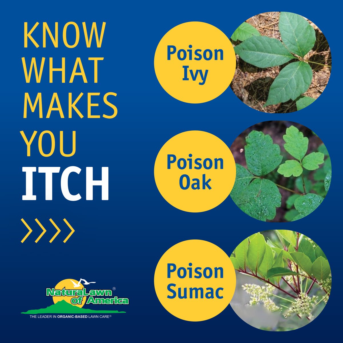 Know what makes you itch. If you come across any of these in your yard stir clear. Learn more: ow.ly/c92b50RsVUF #NaturaLawn #NaturaLawnofAmerica #NLA #PoisonPlants #EnvironmentallyFriendly #DIY #PoisonIvy #TipsAndTricks