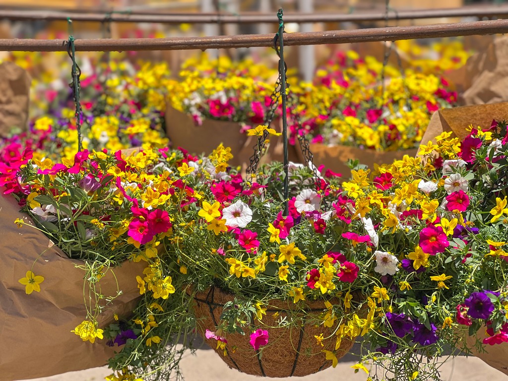 We’re sprucing up for spring! 💐 These colorful flower baskets will be hung in The Village soon, so keep your eyes peeled! What’s your favorite thing about #springtimeinbigbearlake?

#cityofbigbearlake #bigbearlake #bigbearlakecalifornia #springflowers #bigbearlakevillage