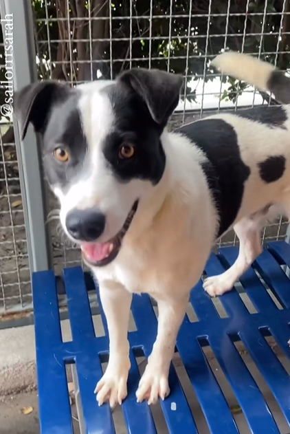 🆘💔🆘Additional info on 2 of the deadlined dogs for today, 5-28, at SEAACA in Downey CA. Notes are in thread. Nichole, aka Marnie, a 1 yo heeler mix Robbie, terrific boy who was returned by careless adopters😢 Short window to adopt today: Noon-2 p.m.