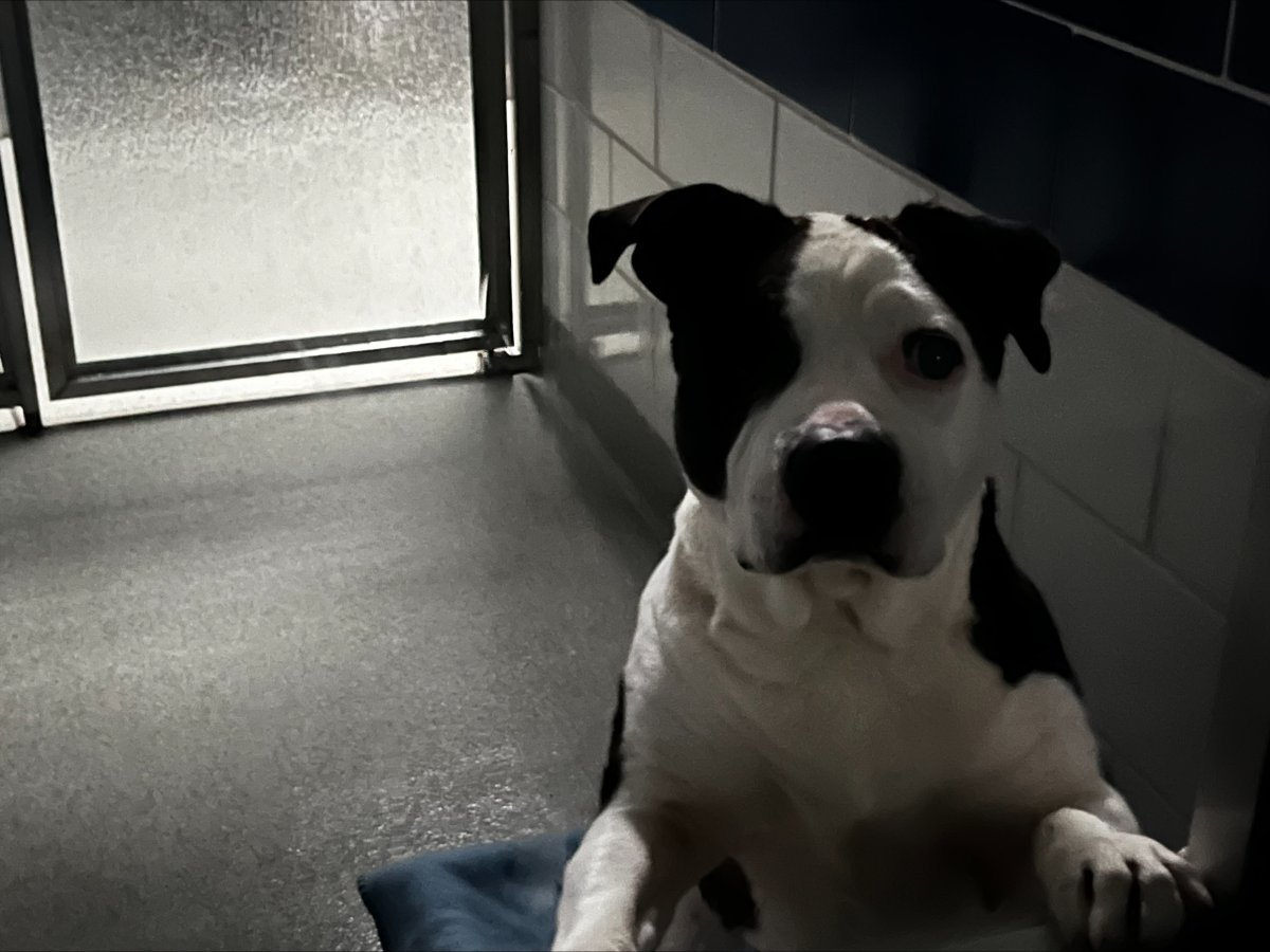 Grapevine Animal Services is temporarily closed due to a power outage. Don't worry, we have plenty of dedicated employees ensuring the animals are still well cared for. Some of our furry friends are actually taking "shelter" under covers as we keep them safe. #SafeLovingHumane