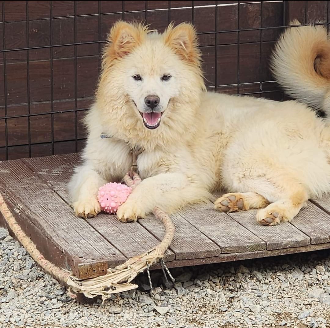 Sharing from Alice Breyman 'This is Hatchi formally known as Bobbie. He just entered our little family. He loves his older sister who is 7 and helping him get used to being a dog...' Full post ➡️facebook.com/share/p/541Ef7… #SaveKoreanDogs our #SuccessStories