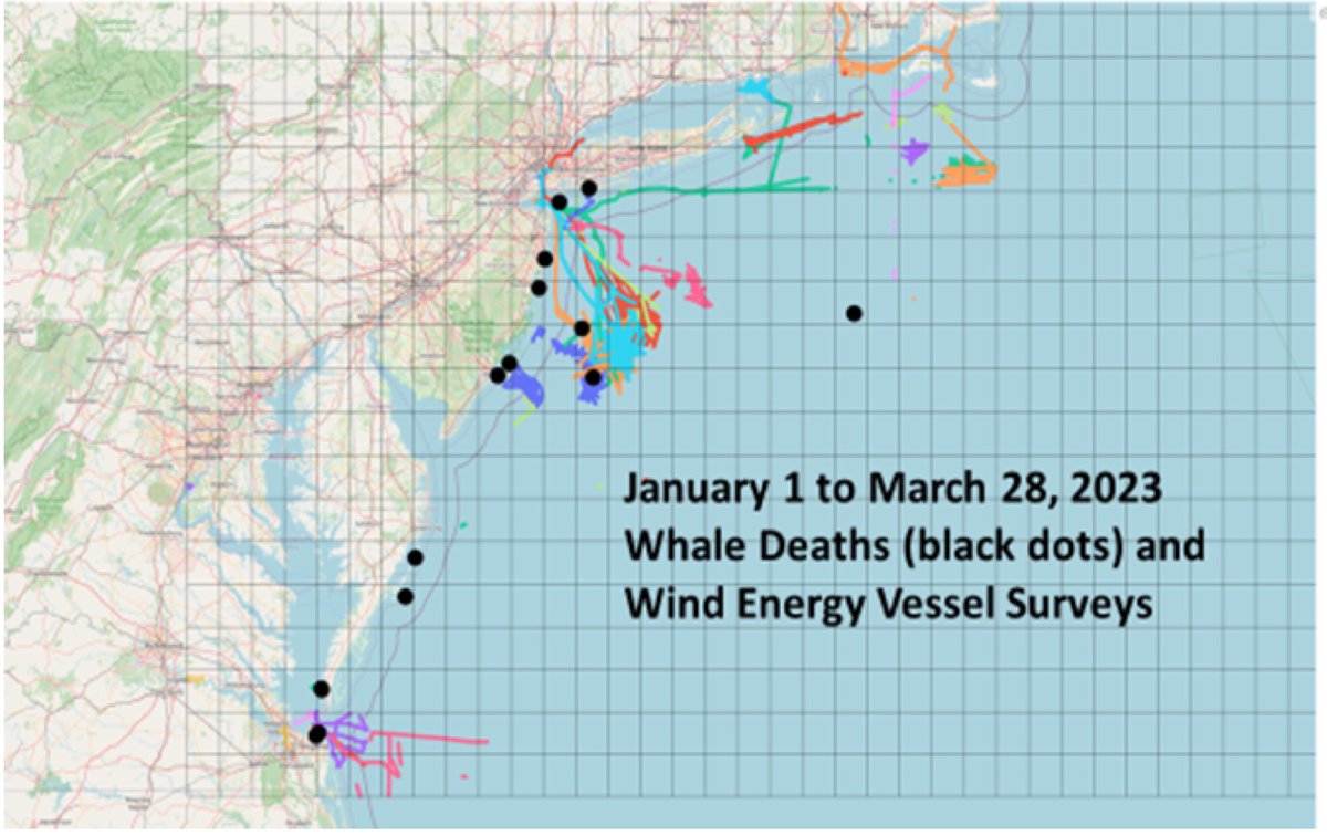 The increasing number of whale & dolphin deaths washing up on the East Coast since January 2024 is alarming. These deaths correlate with the #OSW vessel surveying. Once construction begins in 2025 for Atlantic Shores South project more will die because of the pile driving and