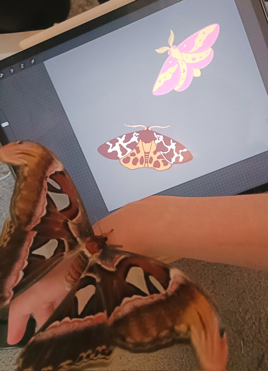 Pallas_of_Art's tweet image. An expert opinion 🦋 #moths #mothart #atlasmoth #illustration