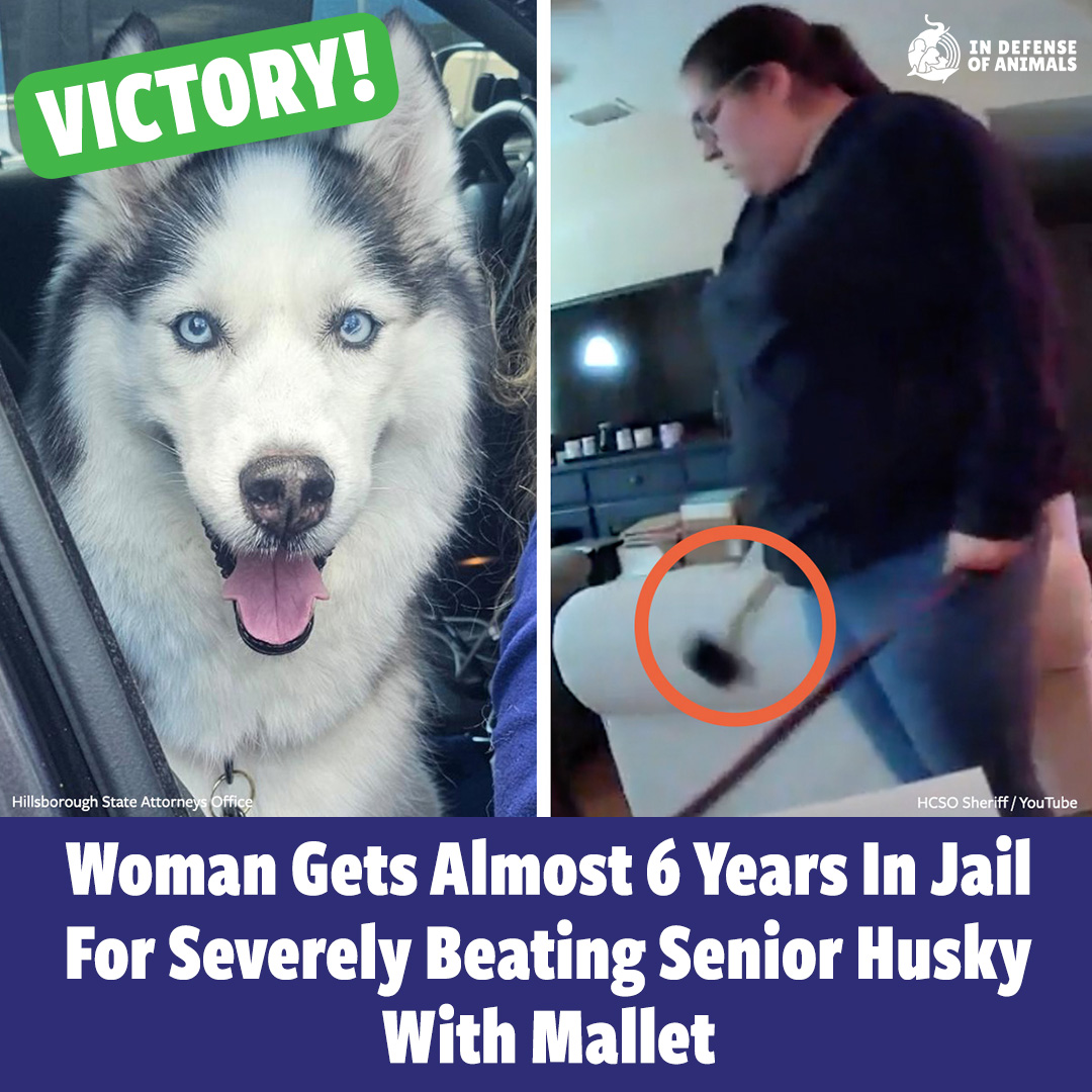 Victory! Almost 6 years of jail for Elizabeth Jaimes who was charged with brutally beating Maya, a 9-year-old husky belonging to her boyfriend’s family, with whom she was living. WATCH: bit.ly/4bRyrkL Pls RT and support our work: bit.ly/3QXAV96 #Justice4Animals