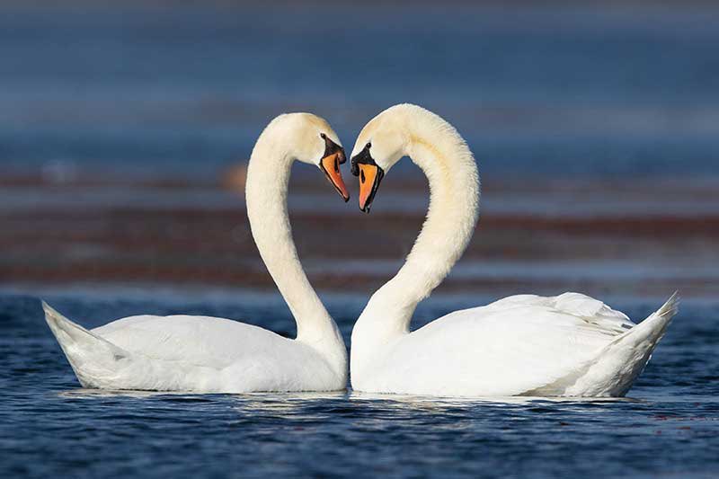 Tara Maria Lovett (@taramarialovett) on Twitter photo So delighted to receive a bursary from Dunlaoghaire Rathdown county council arts office for the development of my new play “The Swan” <a href="/dlrArts/">dlr Arts Office</a> Now let’s make this bird fly!! So delighted to receive a bursary from Dunlaoghaire Rathdown county council arts office for the development of my new play “The Swan” <a href="/dlrArts/">dlr Arts Office</a> Now let’s make this bird fly!!