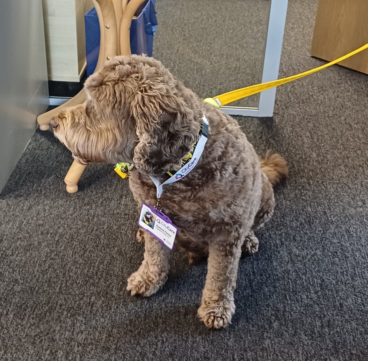 El - RGN, BSc (Hon), MSc, IP (V300) (@lizelrand) on Twitter photo Cuteness overload <a href="/ncitycare/">Nottingham CityCare</a> today. Buttons is adorable π I'm in love β€οΈ πΎπΎ Cuteness overload <a href="/ncitycare/">Nottingham CityCare</a> today. Buttons is adorable π I'm in love β€οΈ πΎπΎ