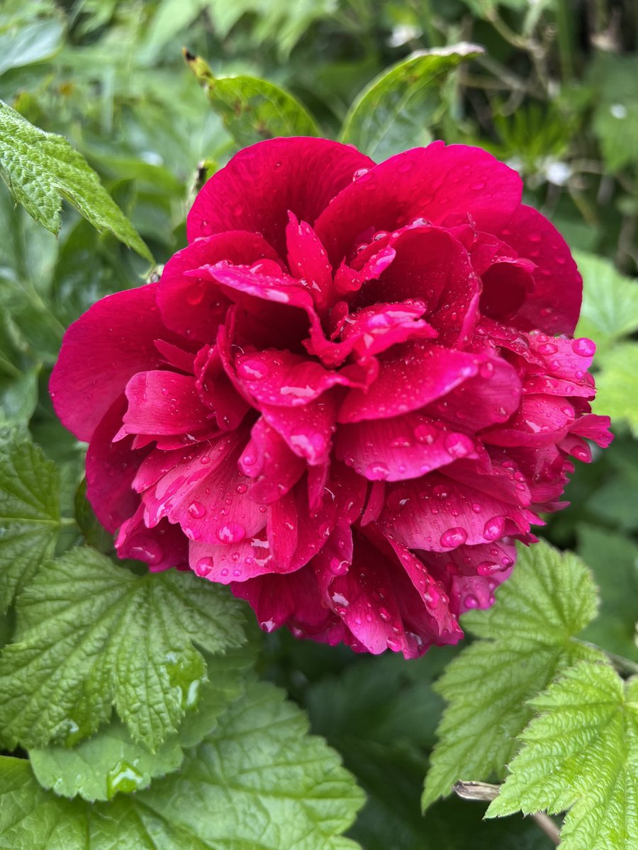 Anyone else really fed up with the grey skies, rain and chilly temperatures? 

Can sunshine and warmth come back now please?  

At least the peony is happy