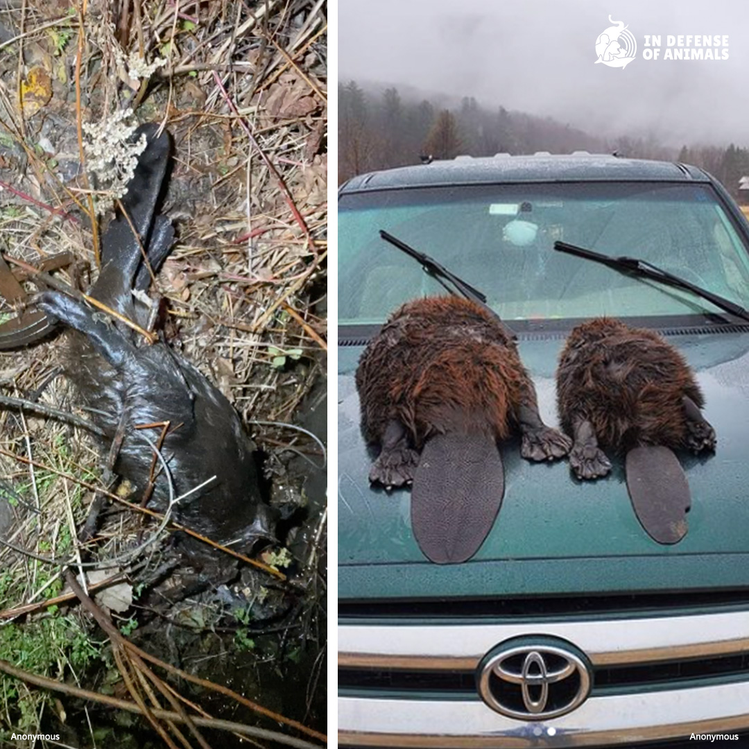 We’re counting on you. We need your help to raise the $4,000 needed to install this beaver deceiver which will save the current #beavers and their future generations in Orange County, #Vermont: bit.ly/3R2eHTI Pls RT and support our work: bit.ly/3WZjw3N