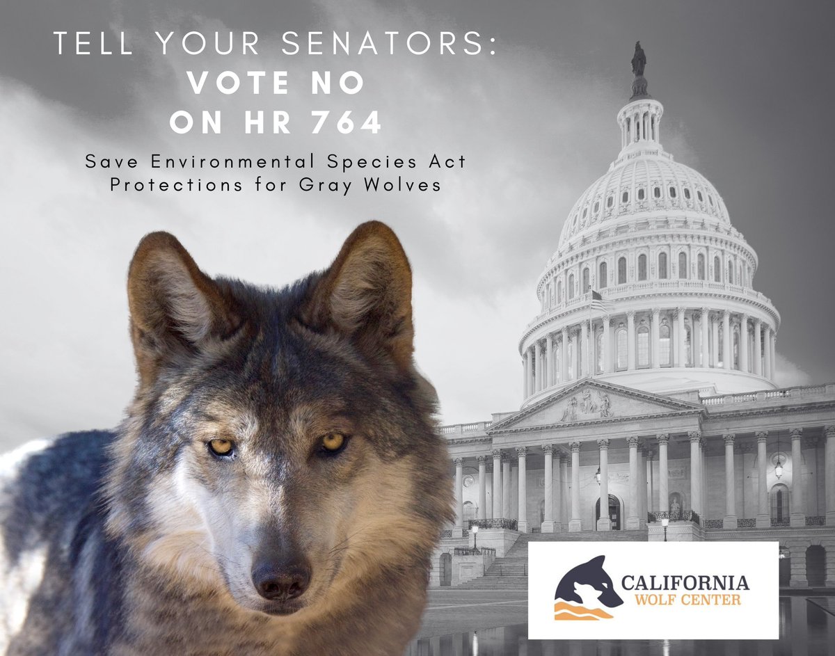 One solution to wolf habitat loss is increased legal protection for wolves. On April 30, 2024, the U.S. House passed a bill to remove Endangered Species Act protections for the gray wolf. If passed, the bill would force the withdrawal of ... #UCAnimals