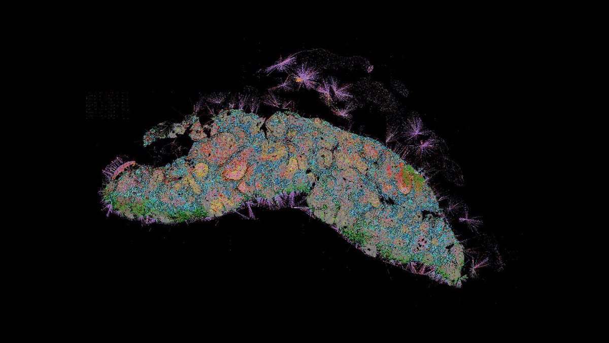 👀 Another amazing #TissueTuesday image of a lymph node made by @HuBMAP researcher @archie_enninful from the @RongFan8 lab at @Yale. 📸 Have an image you'd like featured? Tag us and/or submit it to the Akoya Image Contest! Deadline now extended: bit.ly/3WzSAHP