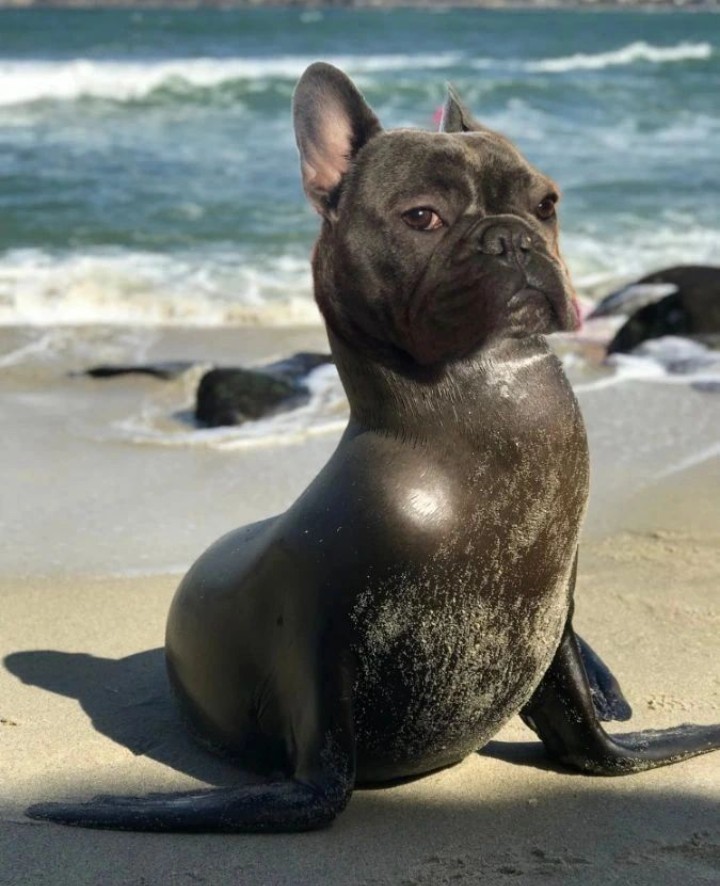 frenchie_lover2's tweet photo. Great photography ❤️
.
#frenchielover #frenchbulldog #frenchiepost https://t.co/1DqsuMYX9r