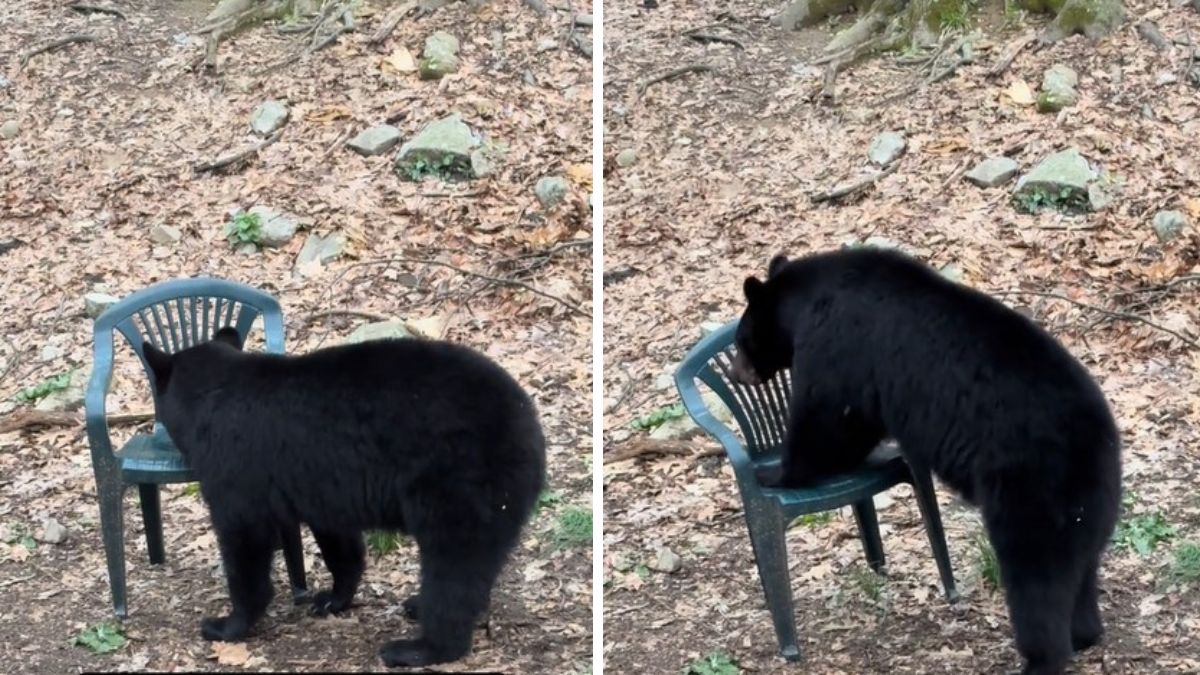 Black Bear Comes Across Chair In Backyard… And Does Something Too Human!: Susan Kehoe lives with bears. She educates […] 

The post Black Bear Comes Across Chair In Backyard… And Does Something Too Human! appeared first on InspireMore. dlvr.it/T7WD7h