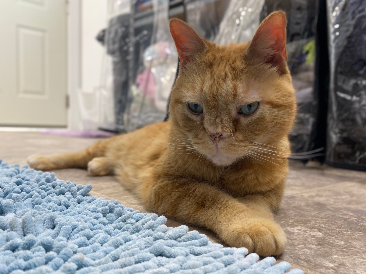 BlindCatRescue's tweet image. #COTD is Bunny! She is quite the character. She arrived with us in 2016 from a local animal control! Bunny has a congenital deformity called atrophic rhinitis and cerebellar hypoplasia.

Read more: blindcatrescue.com/cats/bunny.htm