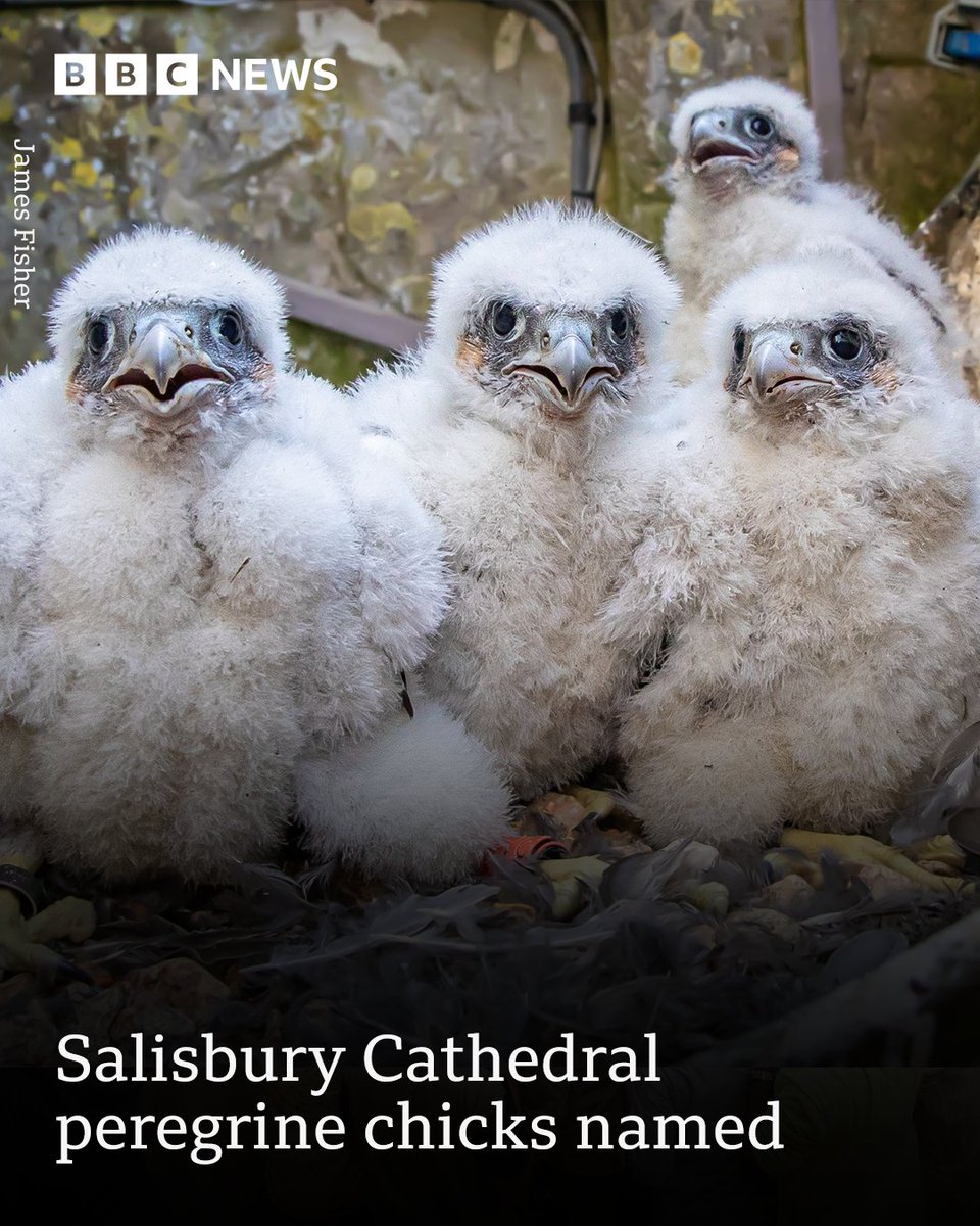 The four-week-old peregrine chicks at Salisbury Cathedral have been named! 🐥 
Meet Joe, Lorraine, Wilbur and Norman.
Two were named after cathedral staff, Wilbur and Norman were named by the public 🙌