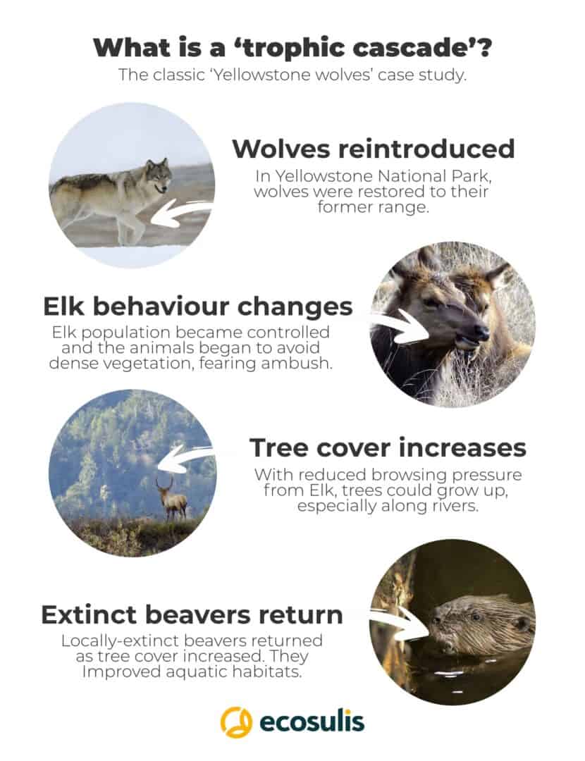 Ambercat2024's tweet photo. Another solution to wolf habitat loss is more wolf reintroduction programs, which have been widely successful in restoring ecosytem balance, and increasing wolf habitat range! #UCAnimals 

https://t.co/TZjZfss9ZF https://t.co/1BeXGy0p9x