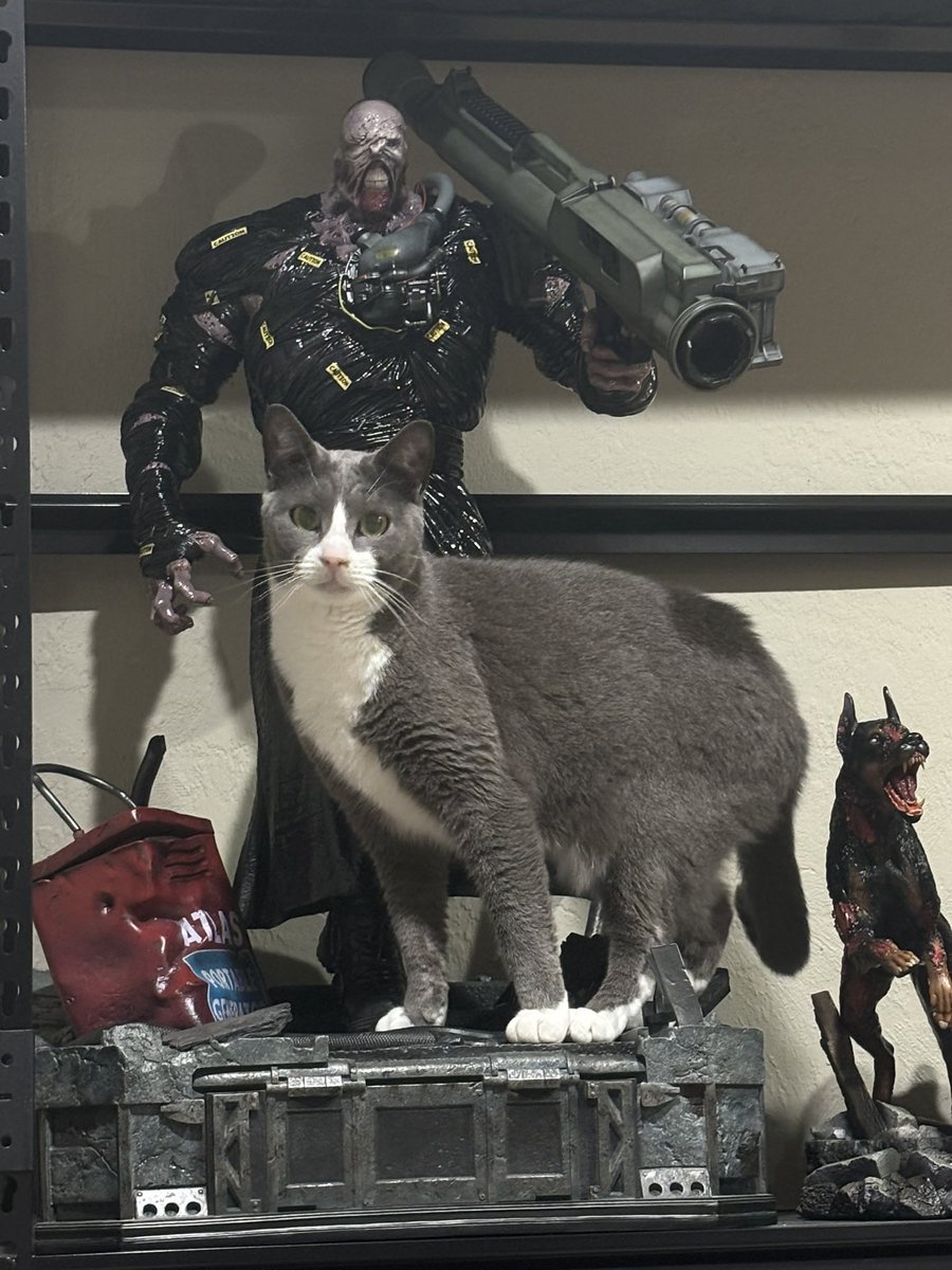 Hooded_woman's tweet image. Did I share my improved Steiner? No? Good, cause I’m really happy with this cosplay as I love Steiner from Final Fantasy IX so much! 
Bonus picture of my cat Steiner!
Huge thanks to @TheFantasyNinja for allowing me to use her God Save the Queen! 
#ff9 #cosplay #ffcosplay #steiner