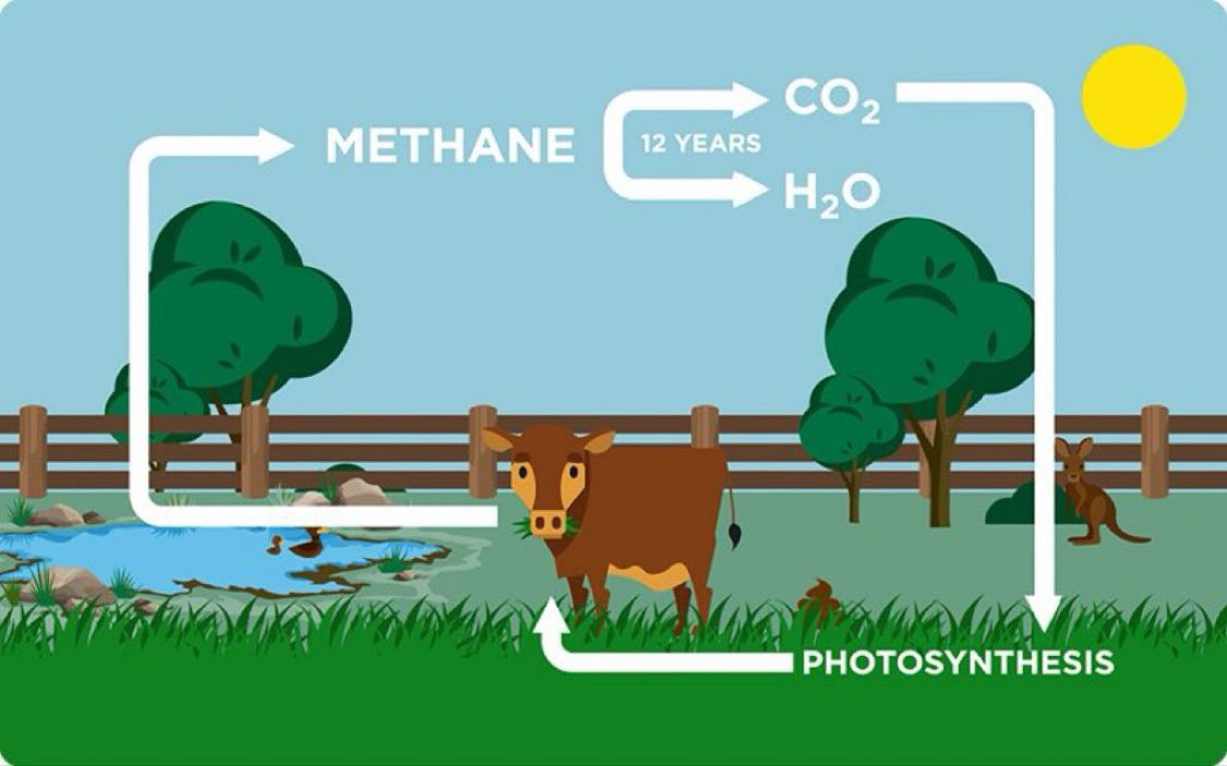 Cows are a vital part of environmental sustainability. Methane from cows is part of the natural carbon cycle that after 10-12 years breaks down into natural CO2 and water. Grass absorbs the CO2 by photosynthesis and the cycle repeats itself again and again and again…