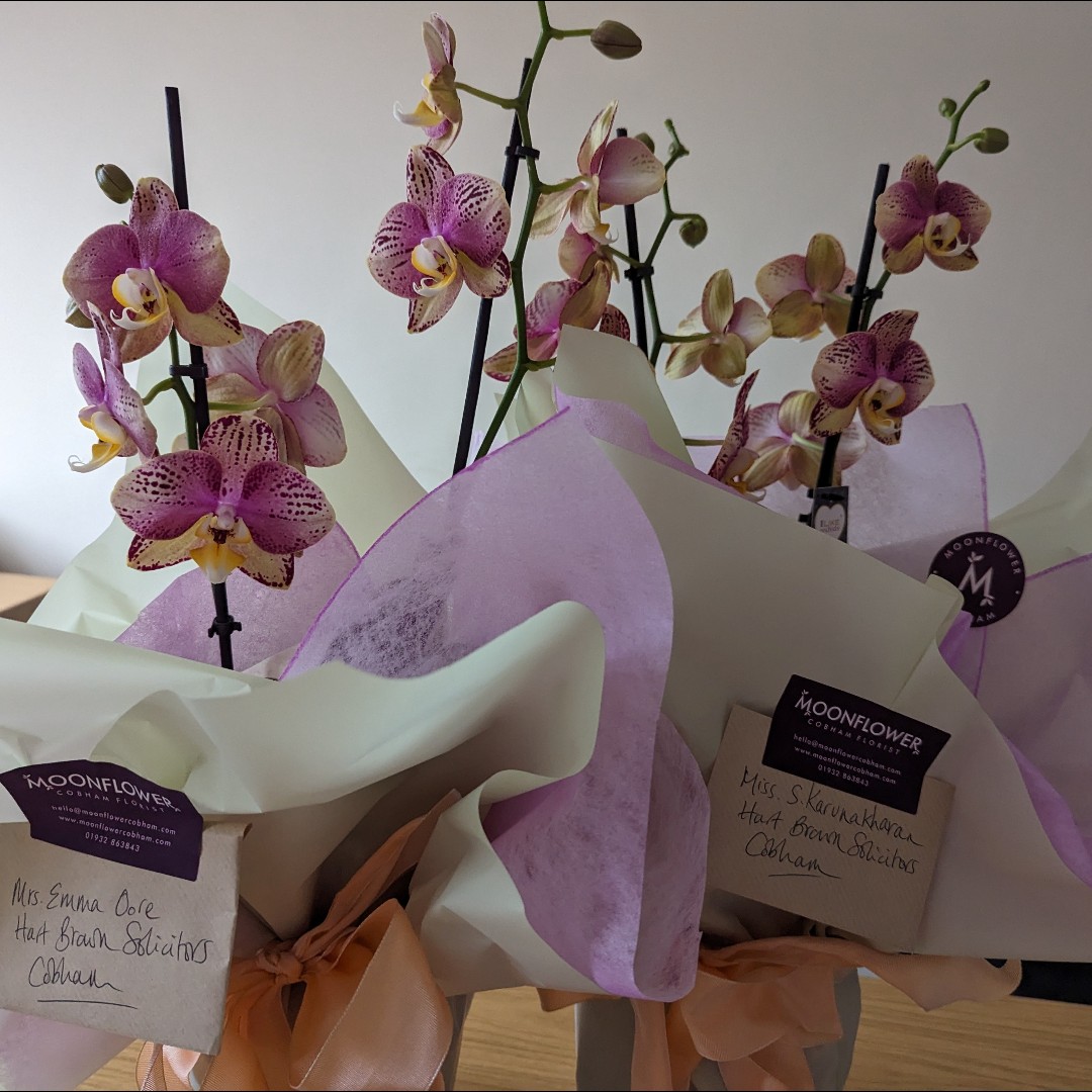 Emma Moore and Shyamala in the Residential Property team at our #Cobham office were delighted to receive these beautiful orchids from one of their valued clients today. What a wonderful thank you gift!

#ThankYouGift #ClientSatisfaction #ClientCare #MovingHouse #Property