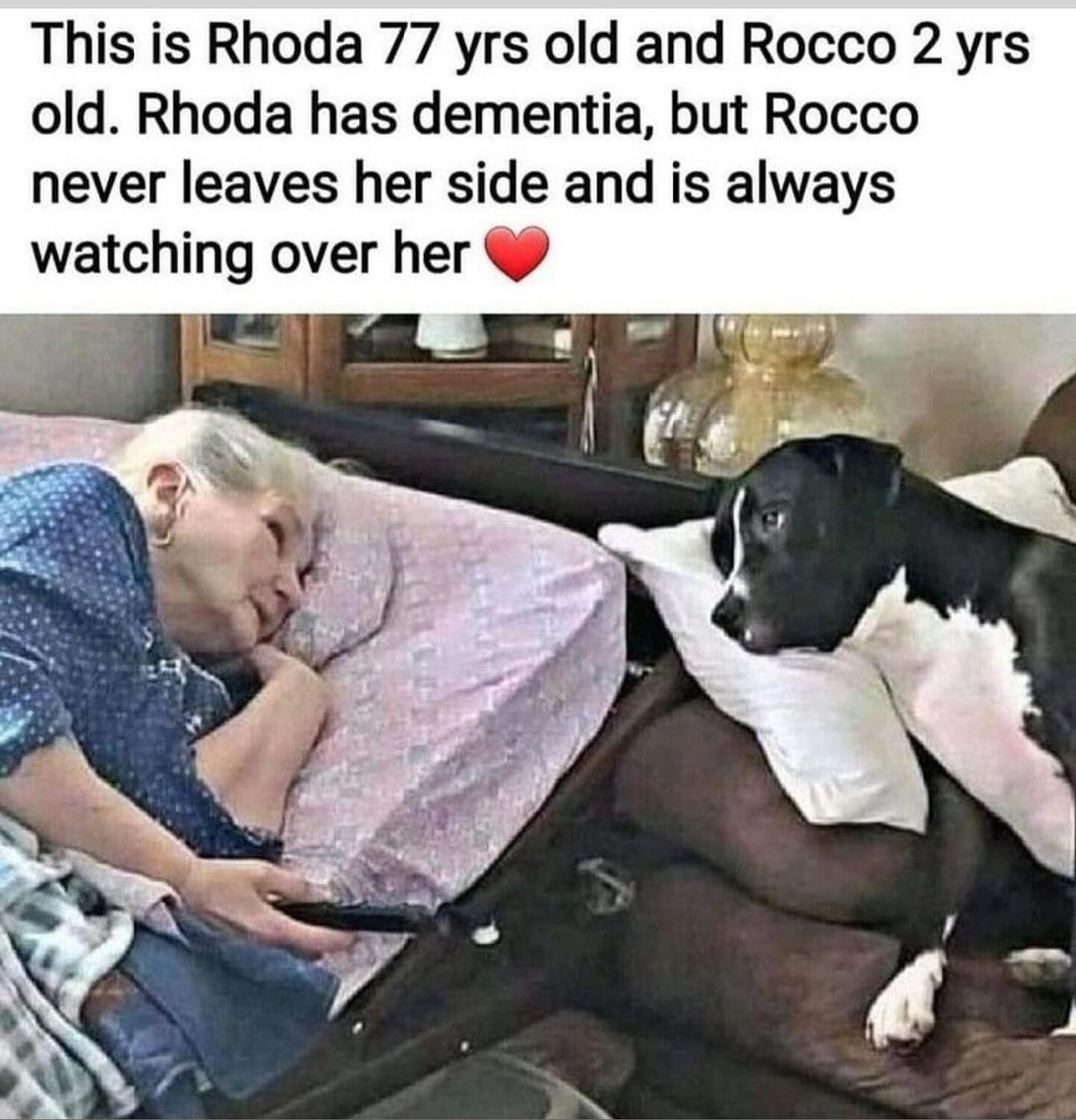This is heartwarming and beautiful 🥹🥰

#dogs #pets #animallove #animals #companion  #dementia