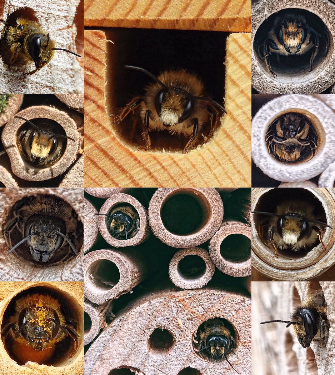 Just a few of my bee hotel guests from over the years ☺️