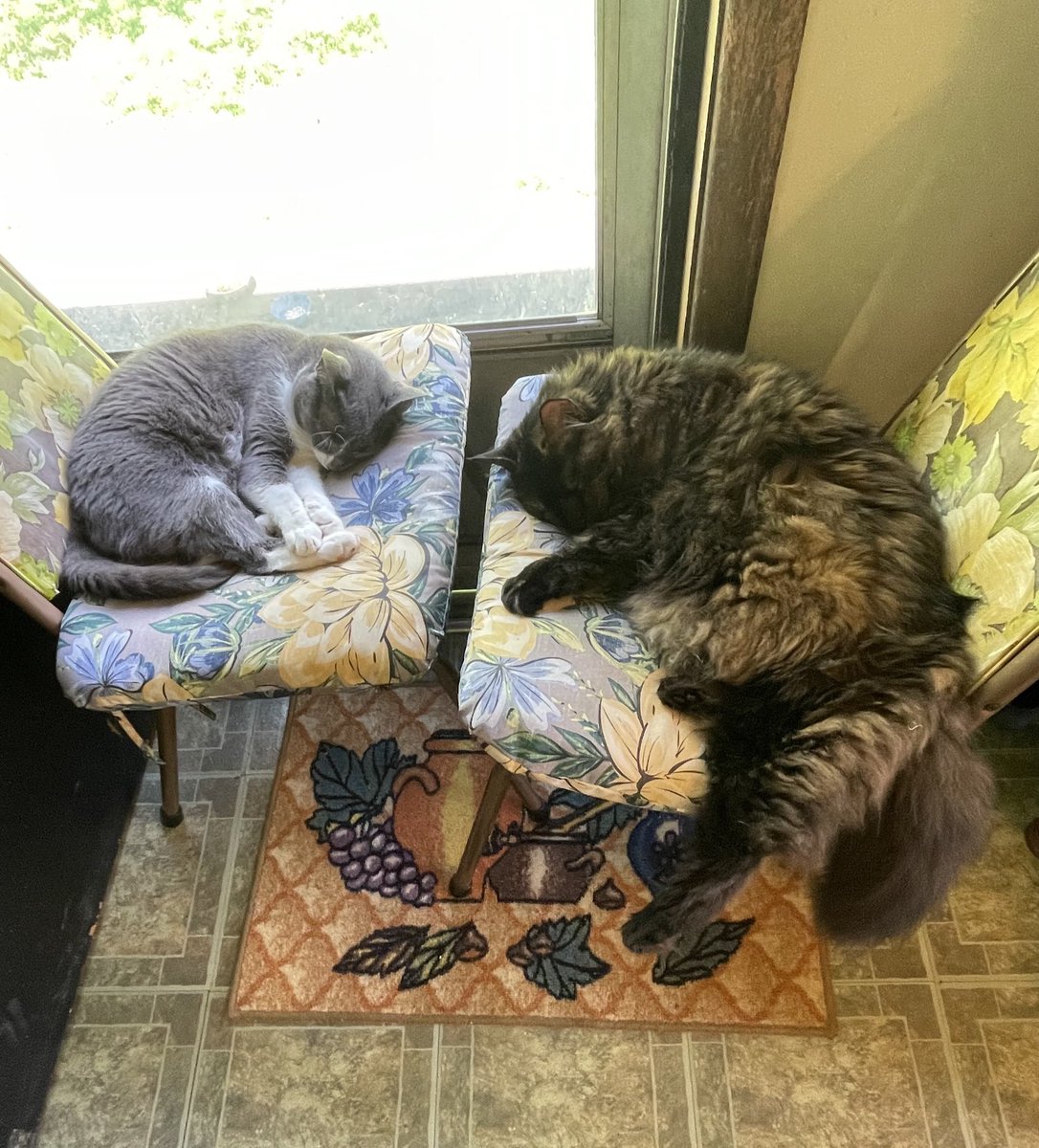 My vigilant #Hedgewatchers 
napping 💤💤😲🤫😁
Must be breaktime 🤣😂💟 
#catsoftwitter #tortiecat