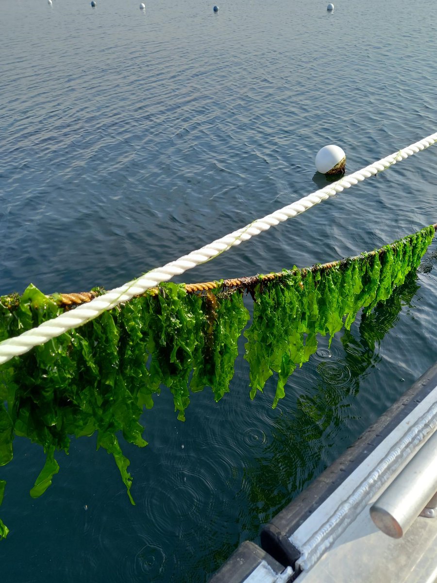 Sea lettuce, or Ulva rigida, is a delicious #seaweed rich in #proteins and essential minerals.

Learn how the EU-funded Nordic SeaFarm trough ULVA FARM is making Ulva farming efficient and large-scale in Europe.

europa.eu/!WD3w37 

#EUinMyRegion