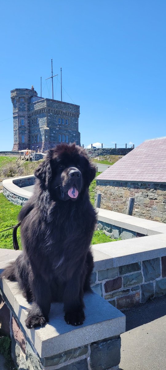 This is my happy place.  Just over 8km to and from my place.  The view at the top is what makes it. #Newfoundland #signalhill #stjohns #newfoundlanddog #touristattraction @a_brauweiler @EddieSheerr @bonniejames72