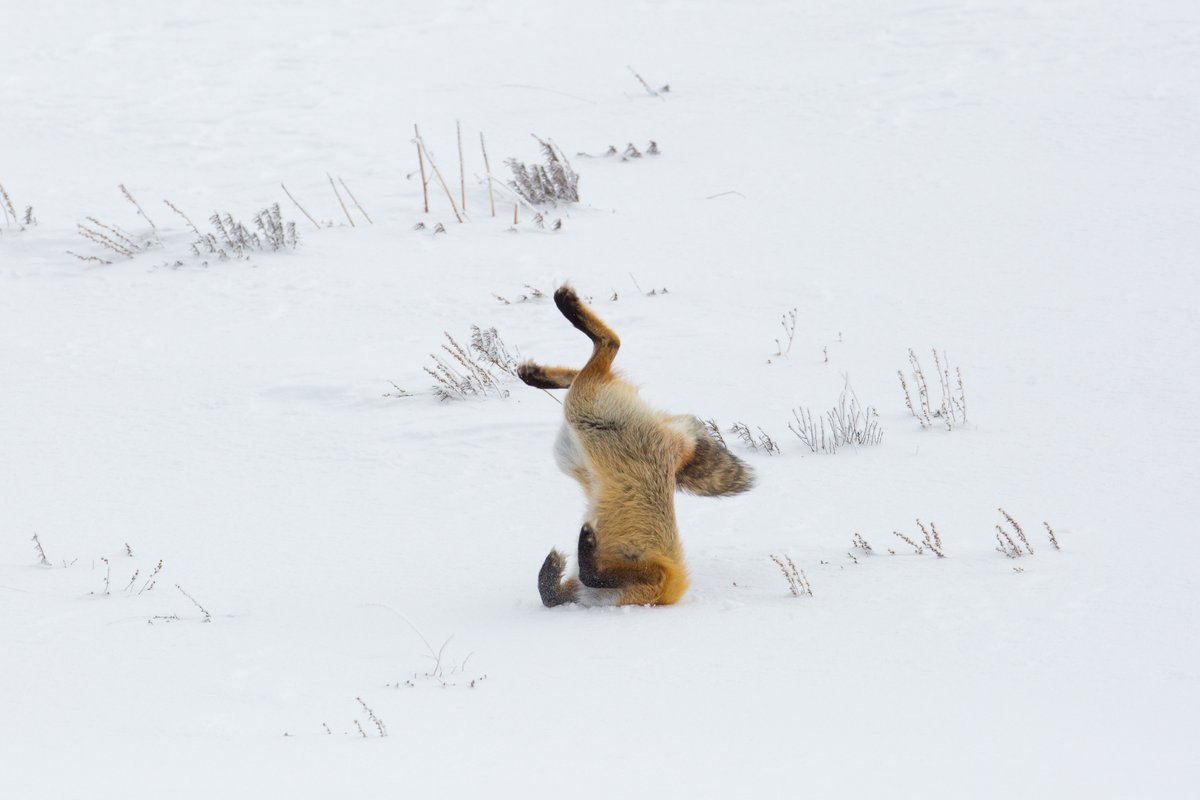 Did the holiday weekend's winter-like weather make you want to put your head in the snow until it’s warmer? You won’t have to wait long. Things in Yellowstone can change quickly. If you’re headed this way, download the NPS App or visit go.nps.gov/yellconditions to stay updated.
