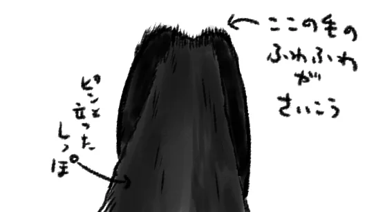 ピンと立ったしっぽのごきげんさの最高ぐあいといったらないのですが、それを上から見たときの控えめな尻の毛が極上なんですよ…こう…左右に分かれてて…(この図で説明できているかだいぶ不安ですが) 