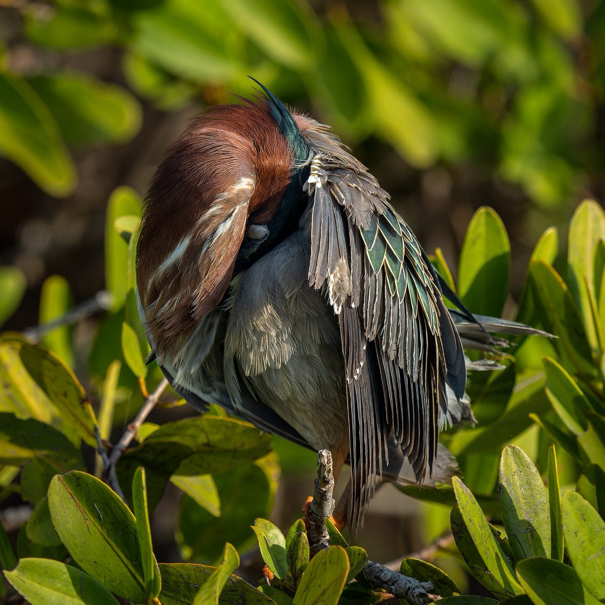 Green Heron preening...
#photography #naturephotography #wildlifephotography #thelittlethings