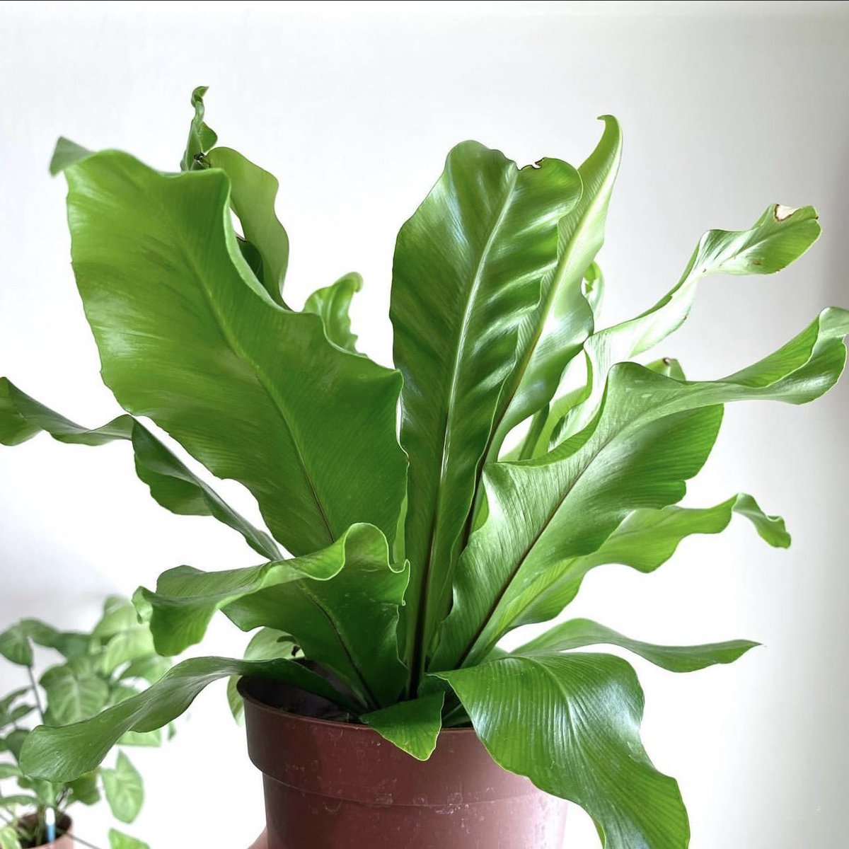 shrubscentre's tweet photo. 🌼SALE PROMOTION🌼

Asplenium nidus, Bird's nest fern - R249 per 30cm pot

📞 011 708 4059 / 069 897 3971
🌐 https://t.co/CR53FSvUkx

#shrubscentre #aspleniumnidus #birdsnestfern #jardin #asplenium #ferns #plantinspiration #greenplants #instaplants https://t.co/ElIiCevtg3