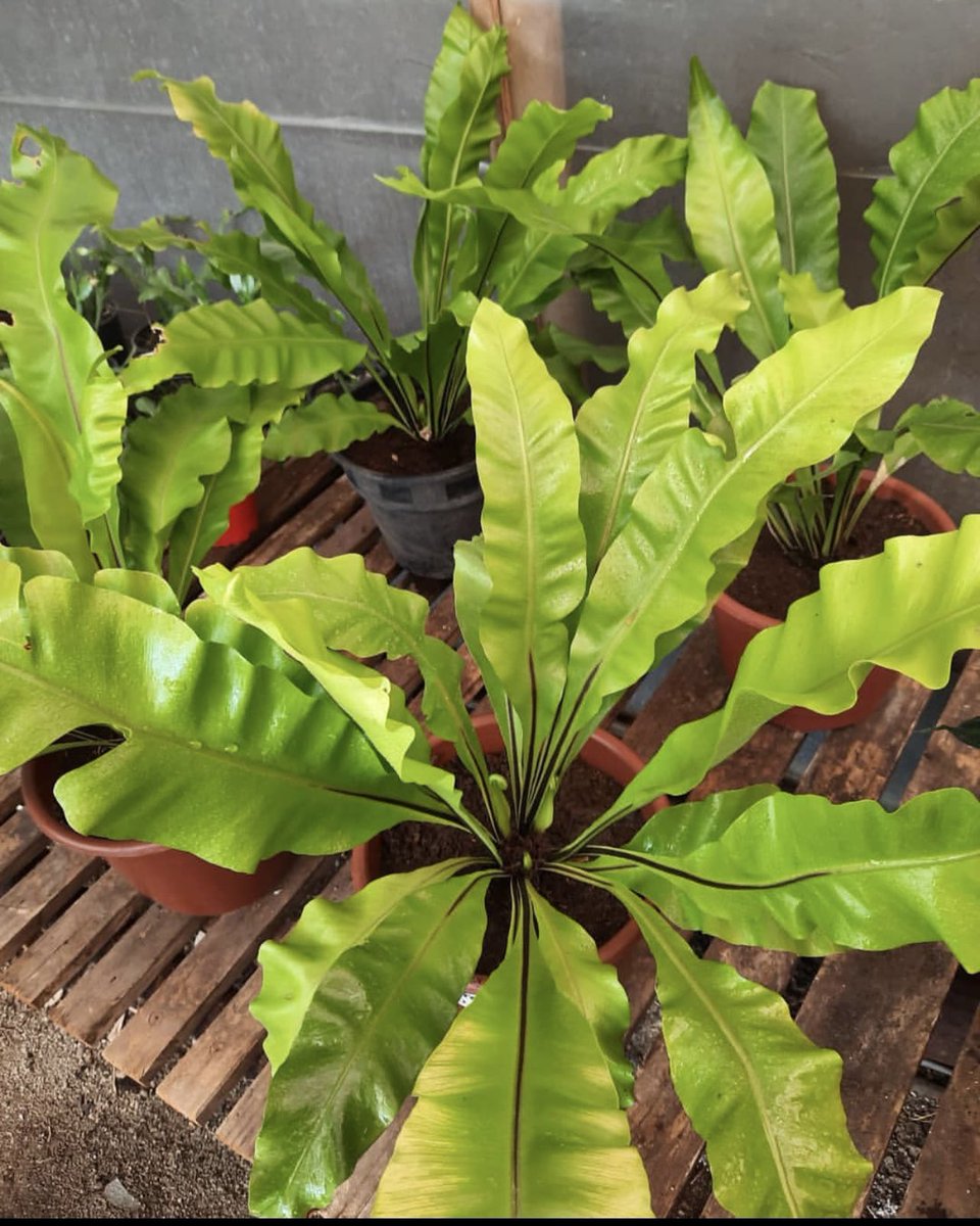 shrubscentre's tweet photo. 🌼SALE PROMOTION🌼

Asplenium nidus, Bird's nest fern - R249 per 30cm pot

📞 011 708 4059 / 069 897 3971
🌐 https://t.co/CR53FSvUkx

#shrubscentre #aspleniumnidus #birdsnestfern #jardin #asplenium #ferns #plantinspiration #greenplants #instaplants https://t.co/ElIiCevtg3