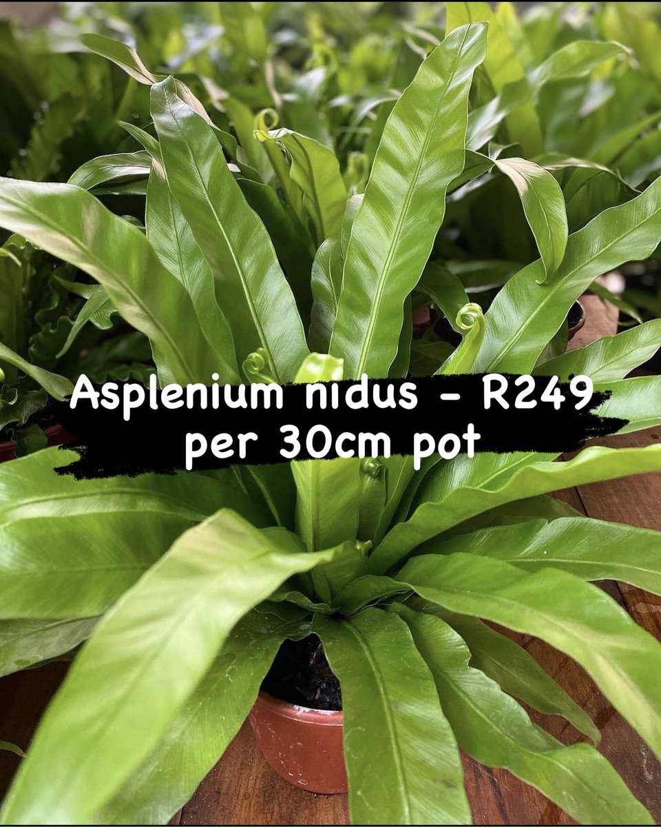 shrubscentre's tweet photo. 🌼SALE PROMOTION🌼

Asplenium nidus, Bird's nest fern - R249 per 30cm pot

📞 011 708 4059 / 069 897 3971
🌐 https://t.co/CR53FSvUkx

#shrubscentre #aspleniumnidus #birdsnestfern #jardin #asplenium #ferns #plantinspiration #greenplants #instaplants https://t.co/ElIiCevtg3
