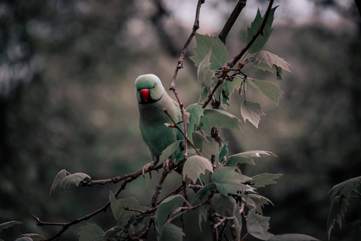 A bit of #Birdwatching in #StJamesPark #London. #Photography #photographylovers