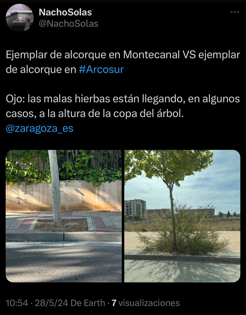 arquerosarcosur's tweet photo. Diferencia entre un #alcorque cuidado y una selva, nido de bichos ¿cuándo los podarán @zaragoza_es @distritosurzza @ChuecaNatalia @Tatianagaudes #AlcorquesSelvátivos #Arcosur #DistritoSur @NachoSolas @AmpaNavales @ampatirachinas @ArcosurZgz https://t.co/FwJ4wvOVyF