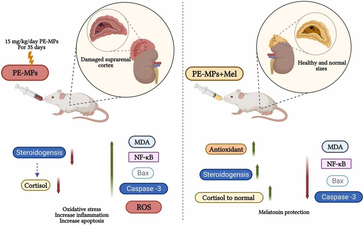 #Melatonin counteracts polyethylene #microplastics induced adreno-cortical damage in male albino rats
sciencedirect.com/science/articl…