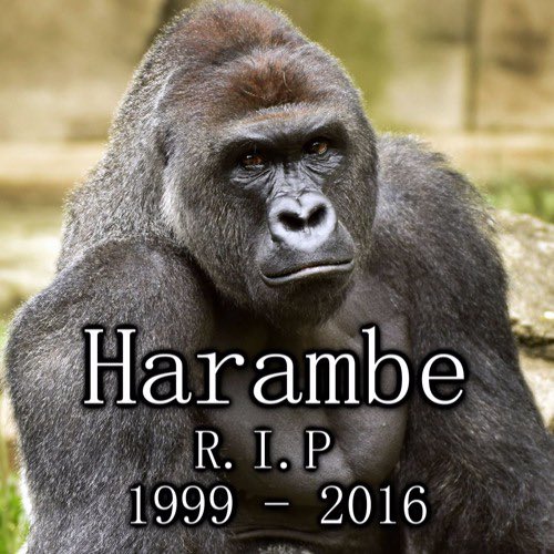 Harambe died today 8 years ago