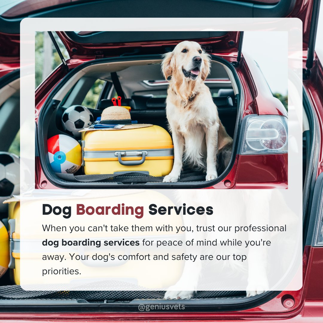 Travel worry-free knowing your pup is in good hands! Our dog boarding services prioritize comfort and safety, giving your furry friend a home away from home.🐶 Book your dog's stay with us now! #vieravet #DogBoarding #PetCare