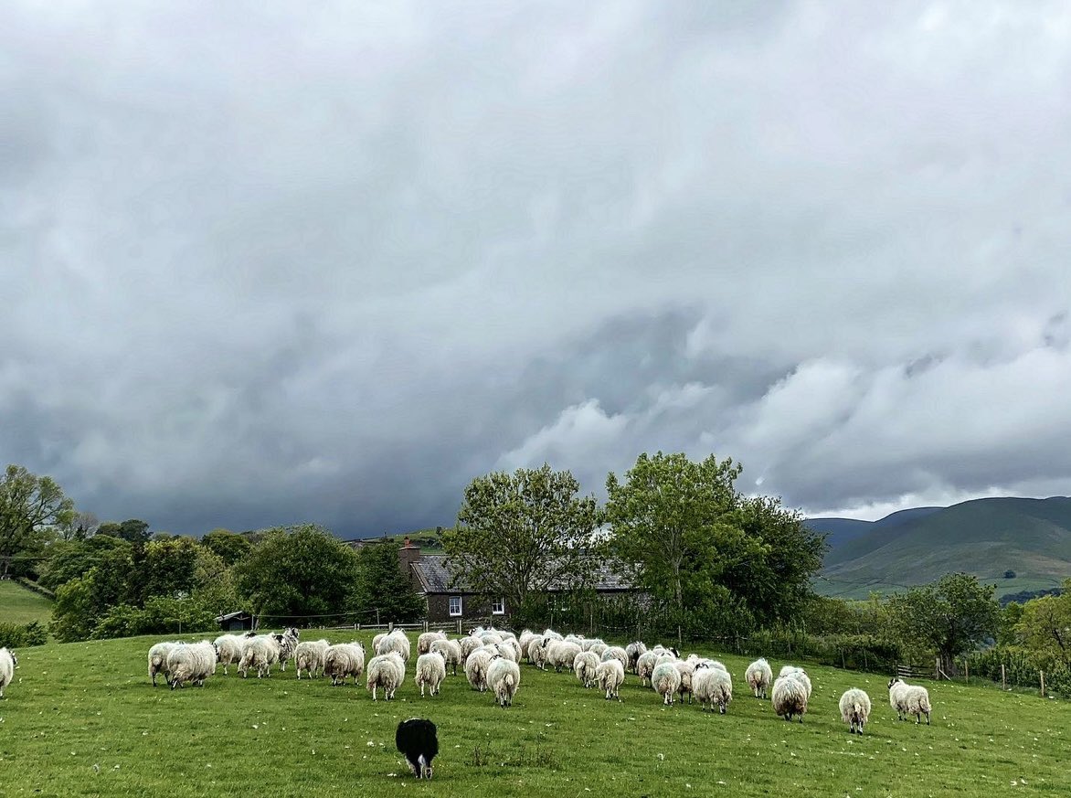 A blustery day on the hill 🌧️🐾🐾🐑🌧️🍃🌧️🍃🌧️🍃🐑🌧️🍃🌧️🍃🐑🌧️🌧️🌧️🍃🐑🍃🌧️🍃🍃