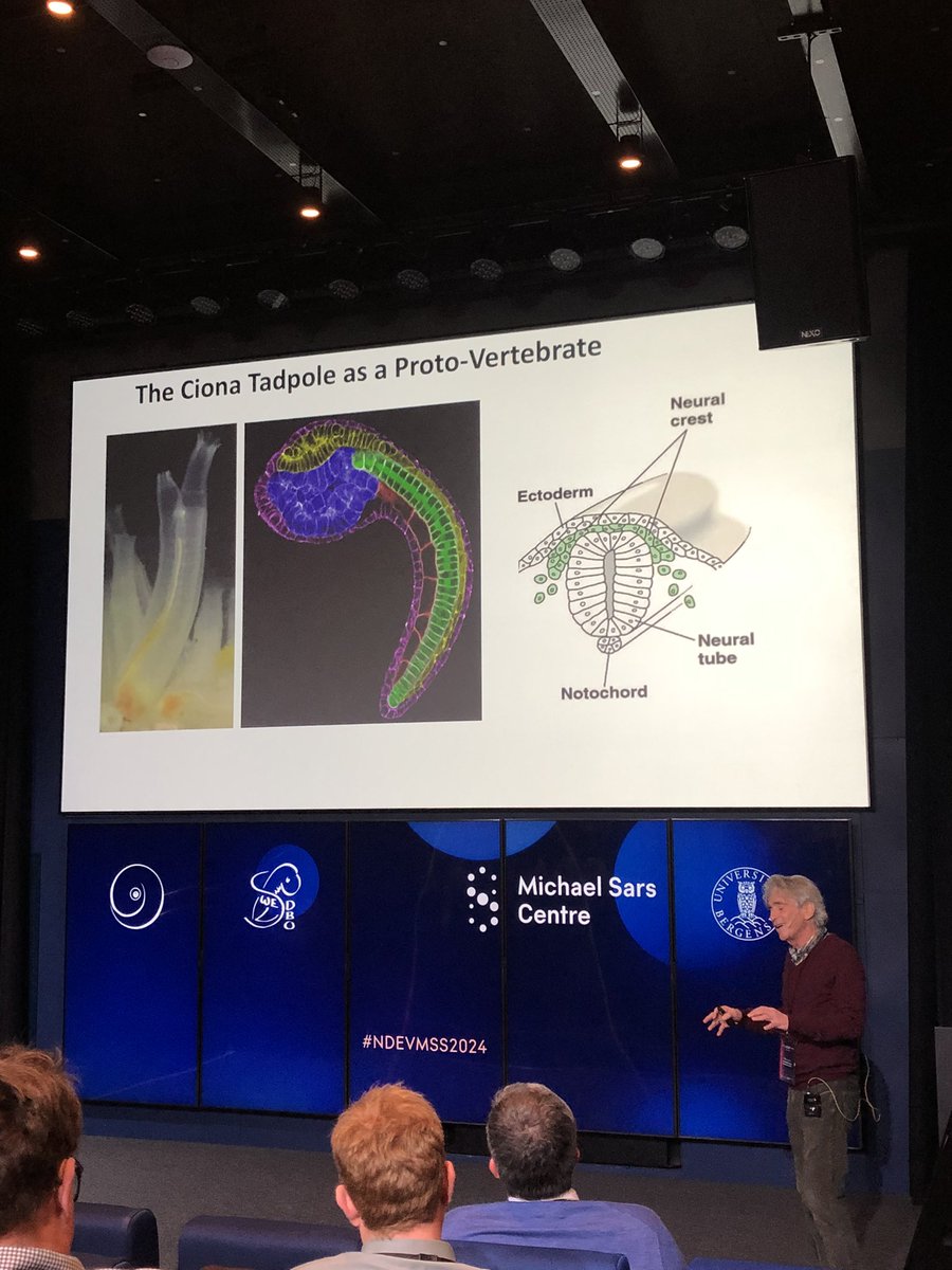 Kick-off of the Nordic Developmental Biology Societies and Michael SARS symposium joint meeting, introduced by @lionlchristiaen SARS’ director and having first the keynote talk by the great @mikelevine about #flies and #ascidians #NDEVMSS2024