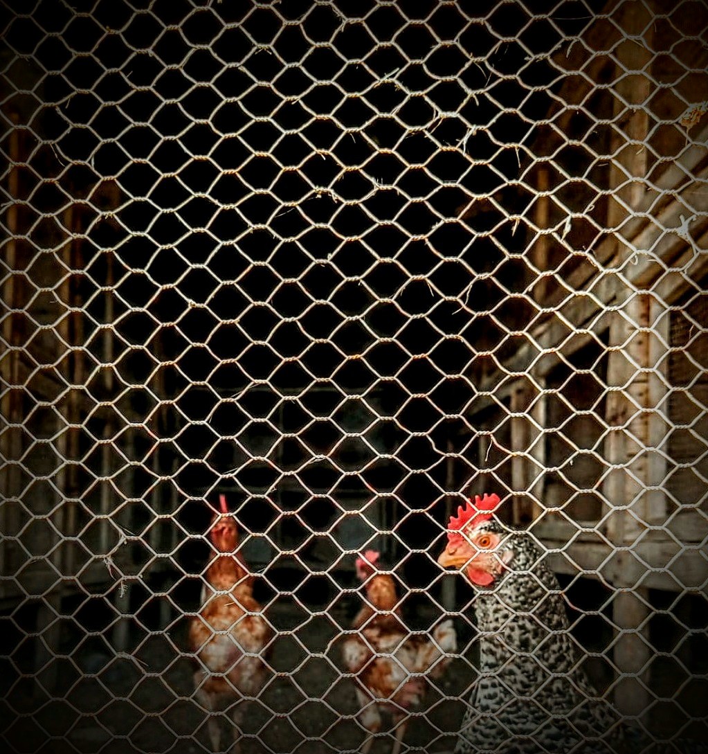 Marc Sala Santaulària de l'escola Institut Francesc Ribalta <a href="/INS_FRibalta/">INS Francesc Ribalta (Solsona)</a> ha guanyat accèssit de la categoria ESO 12 per la seva fotografia titulada:'Un cop d'ull als hexàgons'   #25fotomatiques