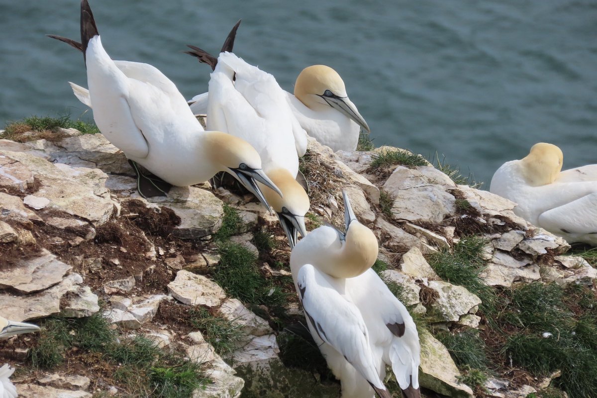 After the day started with turtle doves, it continued strong at bempton cliffs with the range of seabirds, plus a pod of bottlenose dolphins that headed past north @Bempton_Cliffs @FlamboroughBird @YWTLivingSeas @YCNature @SeaWatchersUK