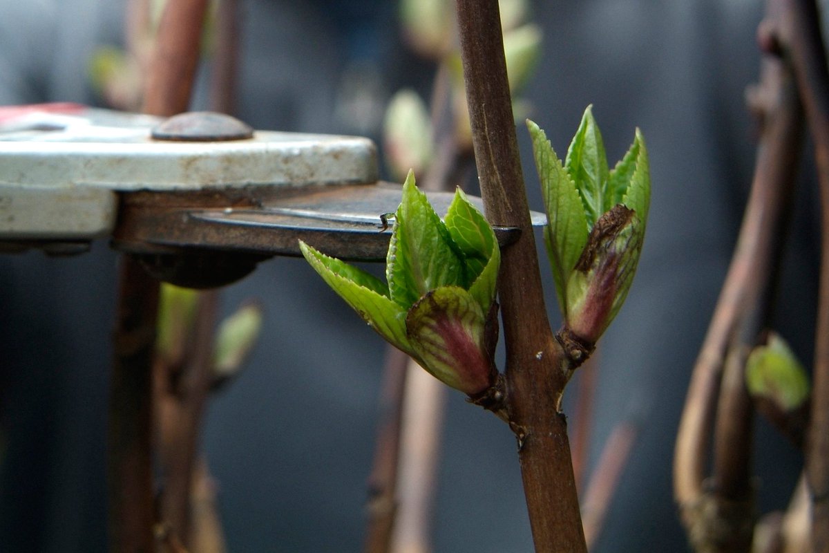 You could be damaging your plants, if you make these common pruning mistakes! ✂️ Check out Alan Titchmarsh's expert advice to help you prune correctly every time here: spr.ly/6018er0DC