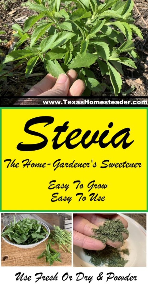 You can easily grow stevia in your home garden. Then harvest the leaves to make your own home-grown sweetener. I’m sharing how to grow, harvest, preserve & use Stevia. texashomesteader.com/sweetener-stev… 
.
.
#TexasHomesteader #Stevia #HomemadeSweetener #HomeGarden #EatHealthy #SaveMoney