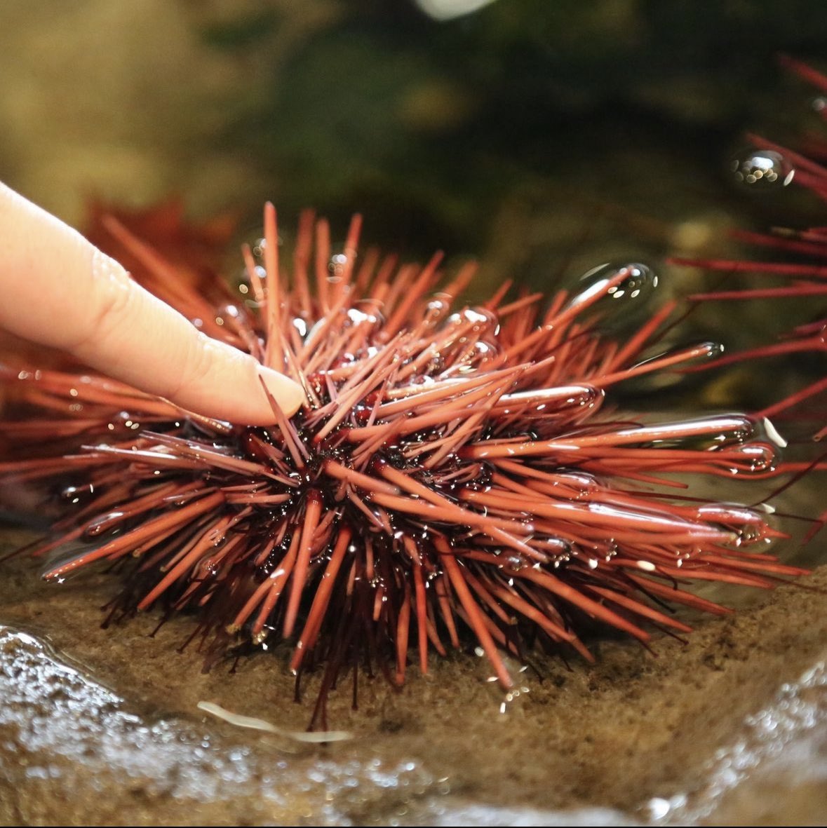 Have you seen the newly renovated Rocky Coast gallery at the Oregon Coast Aquarium? 🐠✨ The touch pool is a must-visit for hands-on fun with sea stars, urchins, and anemones! 🌊❤️ #OregonCoastAquarium 

Click for more: aquarium.org/rocky-coast-op…

#thepeoplescoast #newportoregon