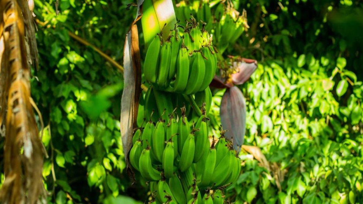 LaInventadera's tweet photo. #28May Día Mundial de la Nutrición

Flor de Cambur, potencial alimentario desconocido (y II)

Además de su deliciosa textura y variadas formas de preparación, aporta innumerables beneficios para la salud. 

Penélope Toro León @ToroPenelope

📰 https://t.co/pXiSw7irFh https://t.co/U0N6cSQpdl